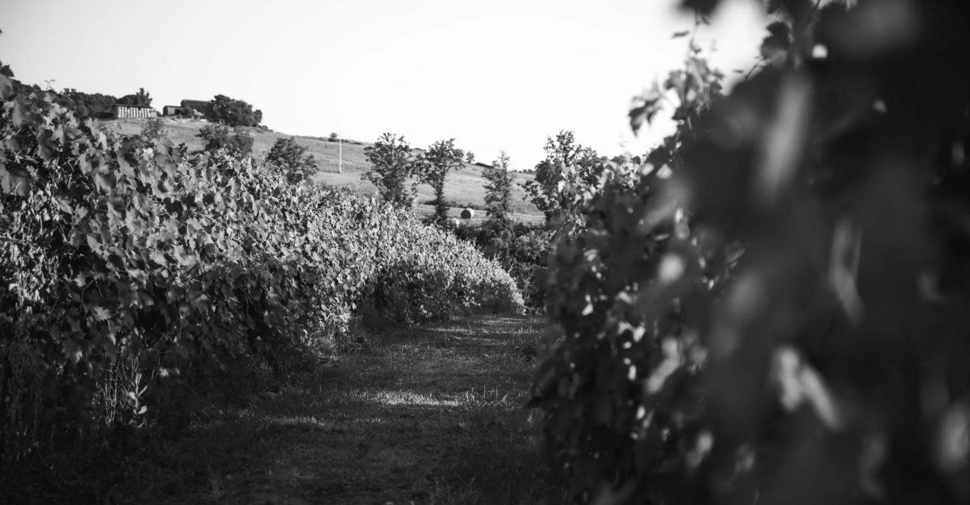 Agriturismo La Vecchia Quercia Montemerano Luaran gambar