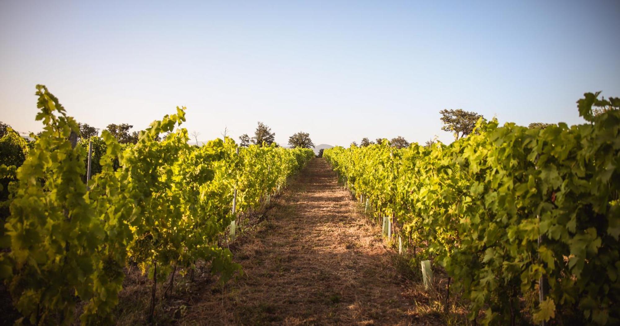 Agriturismo La Vecchia Quercia Montemerano Luaran gambar