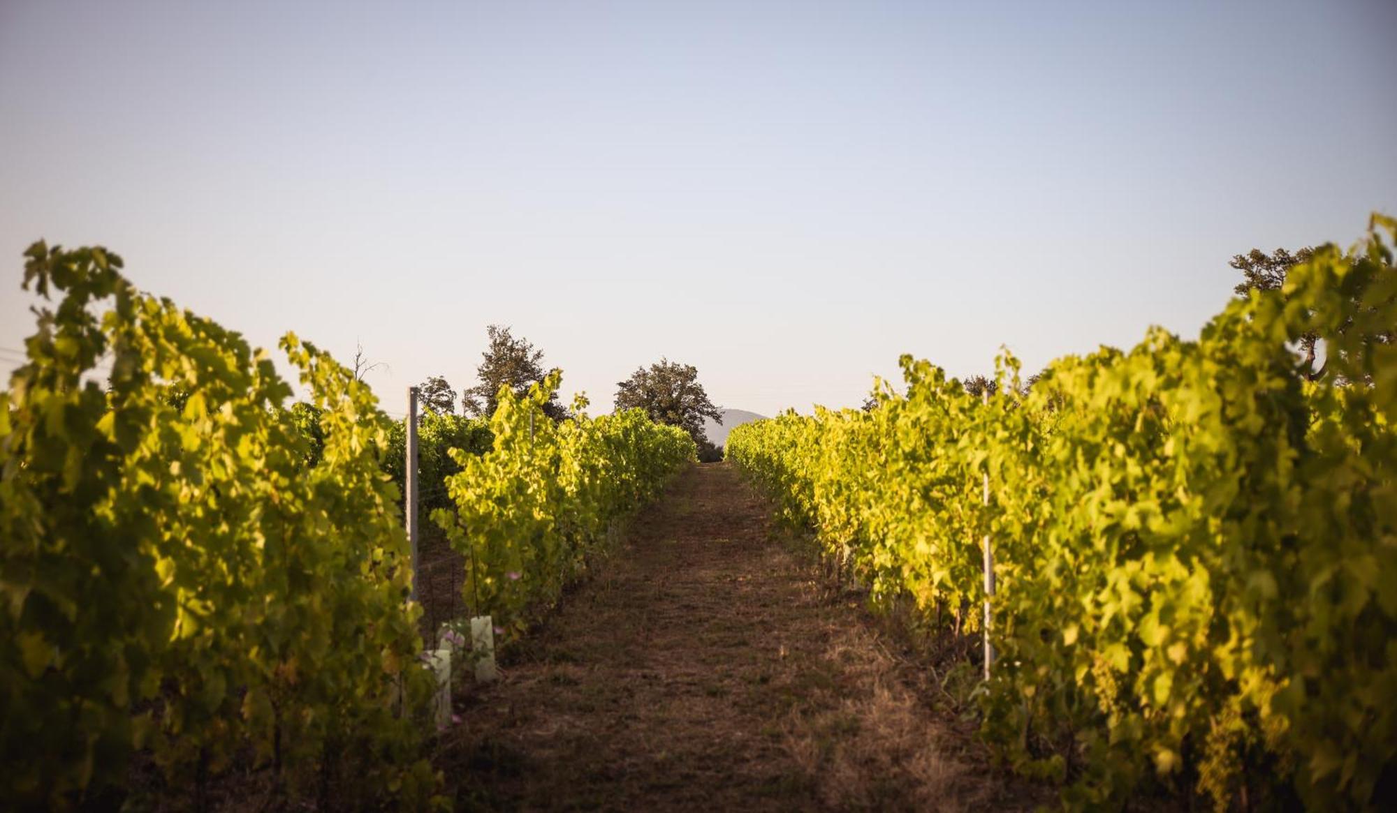 Agriturismo La Vecchia Quercia Montemerano Luaran gambar